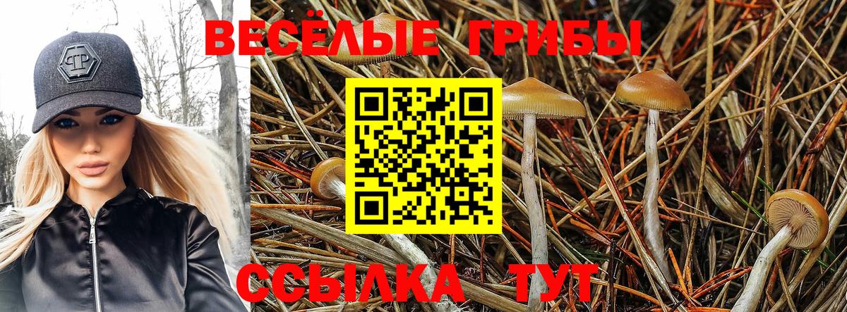 Галлюциногенные грибы MAGIC MUSHROOMS  купить наркотики сайты  Кириши  Псилоцибиновые грибы MAGIC MUSHROOMS  Вход с VPN 